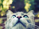 ..Y u m a k.. by gomit