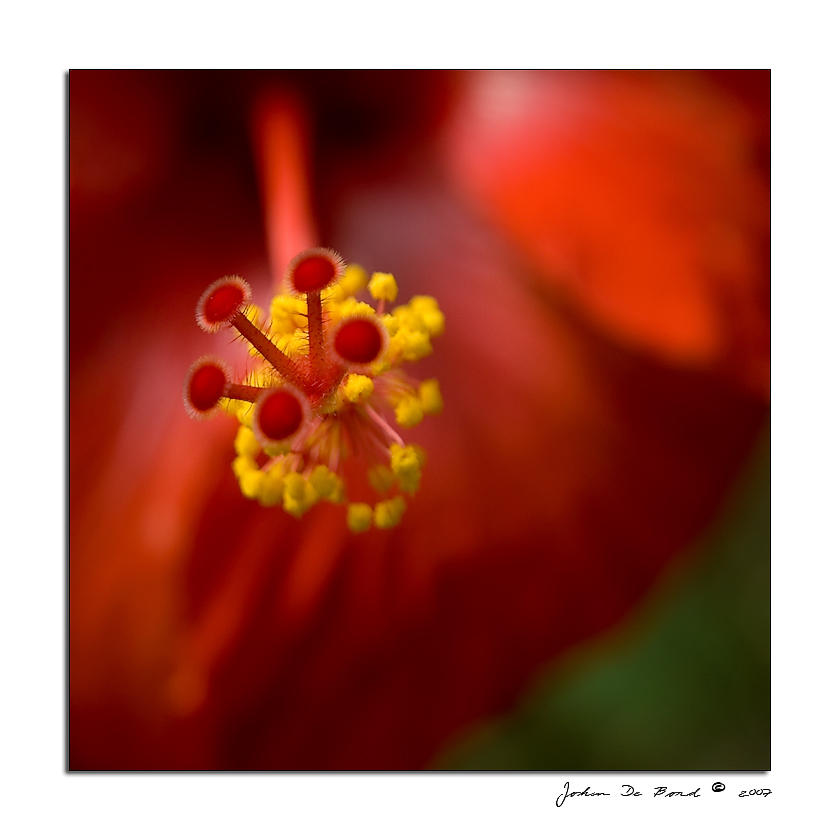 .....Like Red Satin by kkart