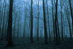 The silence of a wintry forest by sahk99