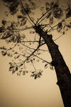 jangan buat aku langka by gerardoshutterclick