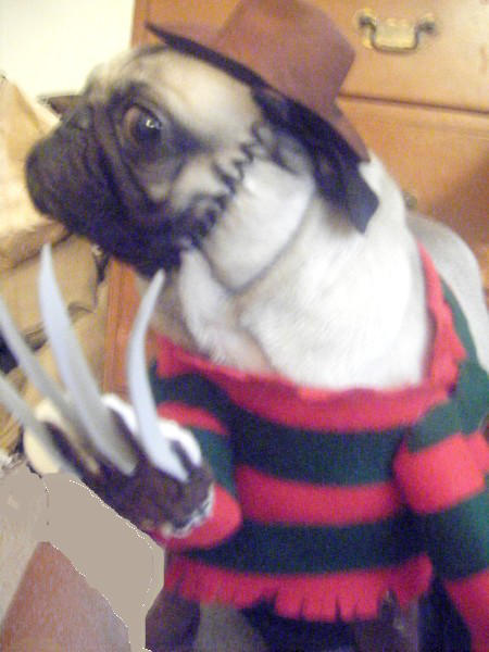Dog's Freddy Krueger Costume by sleepyrobot13