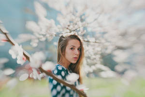 Cherry blossom by Lileinaya