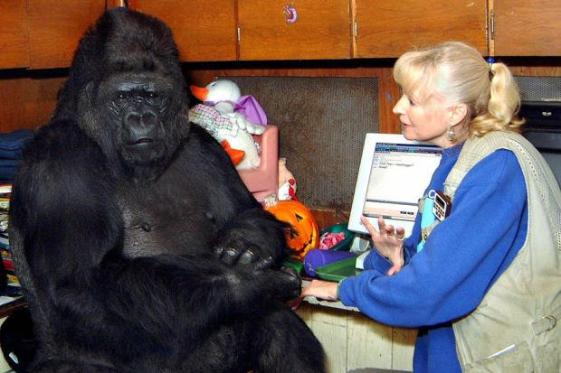 Koko The Gorilla by dragonzero1980