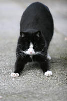 Morning gymnastics by BlastOButter