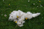 Sheep Wool CD-STOCK by CD-STOCK