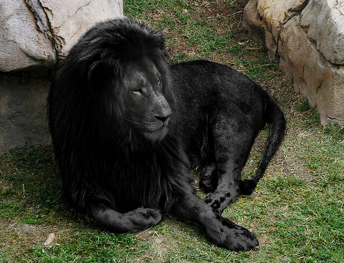 Black (Melanistic) Lion by pavoldvorsky