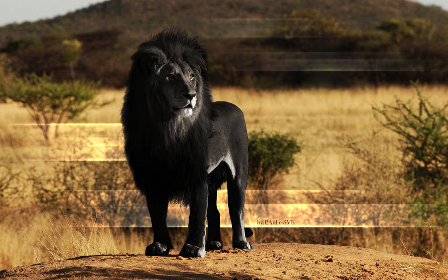 Black Lion wallpaper by pavoldvorsky
