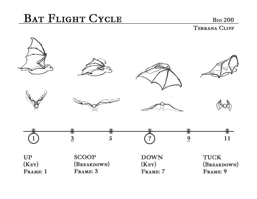 Bat Flight Cycle by rillani