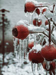 First Snow by ViciousCircle-7