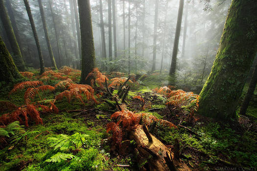 Feeling Forest's Soul by MaximeCourty