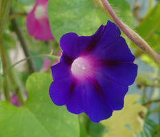 Murasaki Asagao - Purple Morning Glory 2 by KisaragiChiyo