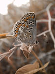 Butterfly by SpeECc