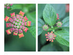 Colorful Lantana by ThePurpleLilac