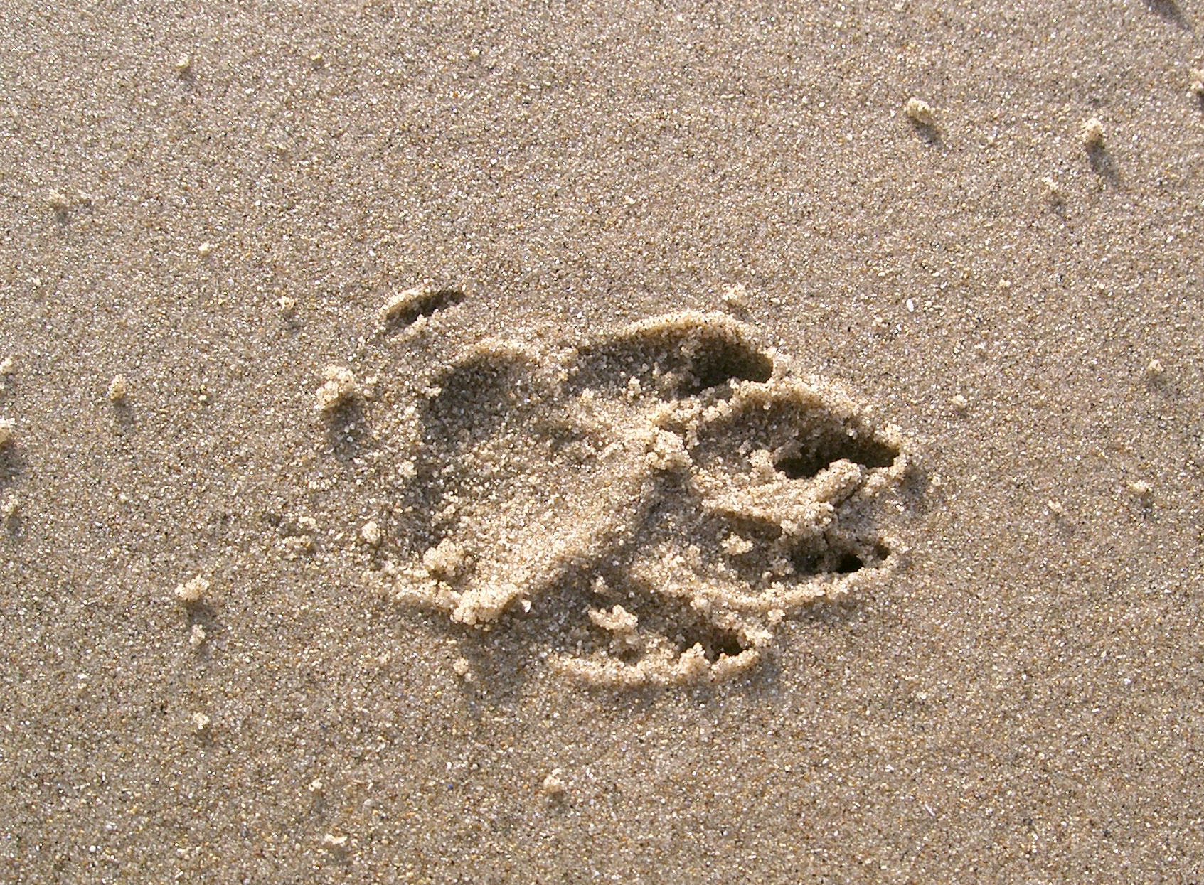 footprint 02: dog in sand by cyborgsuzystock