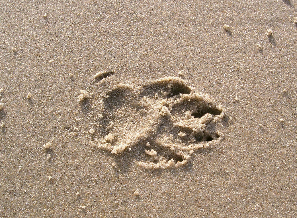footprint 02: dog in sand by cyborgsuzystock