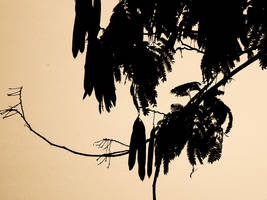 Bay Leaves by BreathingIndigo