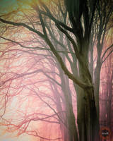 Side Effects by tvurk