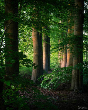 Little Forest by tvurk Little Forest by tvurk