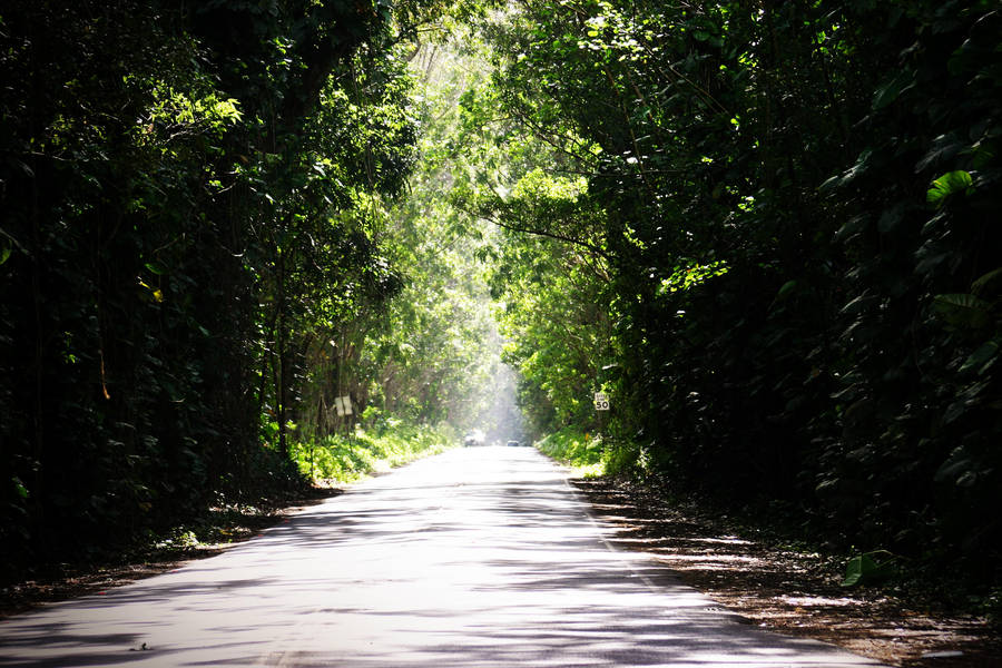 Tunnel of Trees in Kauai by pacomontoya