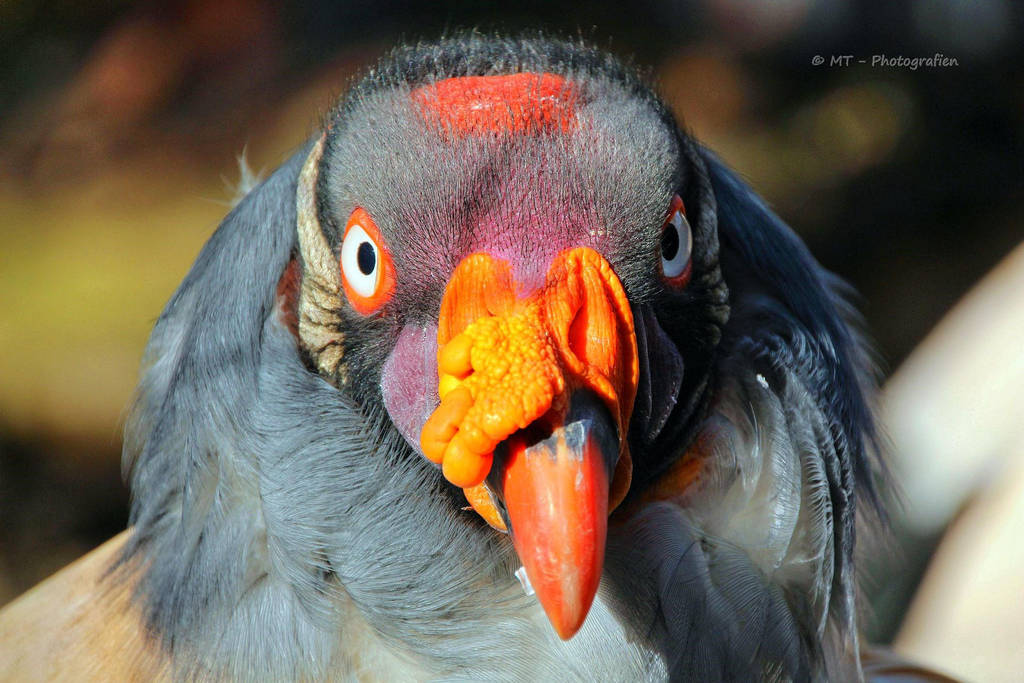 King Vulture by MT-Photografien