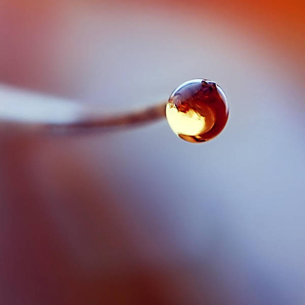 Golden tear by ReachingFlames