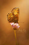 Bouton d'Or by Arkus83