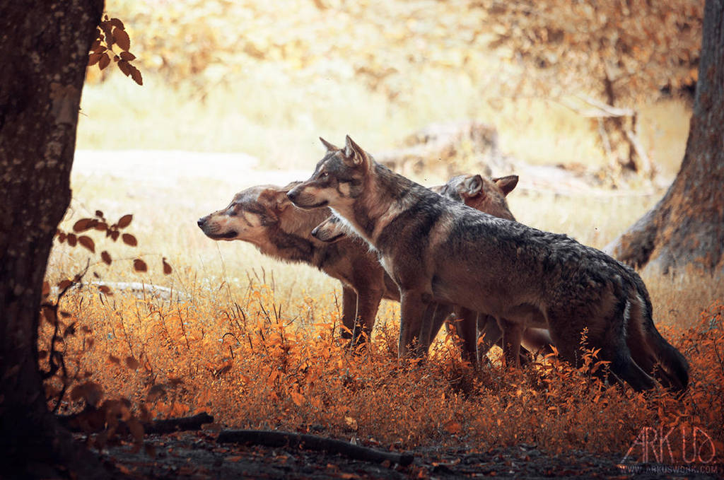 Trio ? by Arkus83