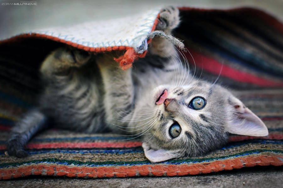 Play with me by ZoranPhoto