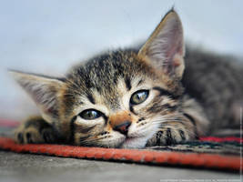 Afternoon nap by ZoranPhoto