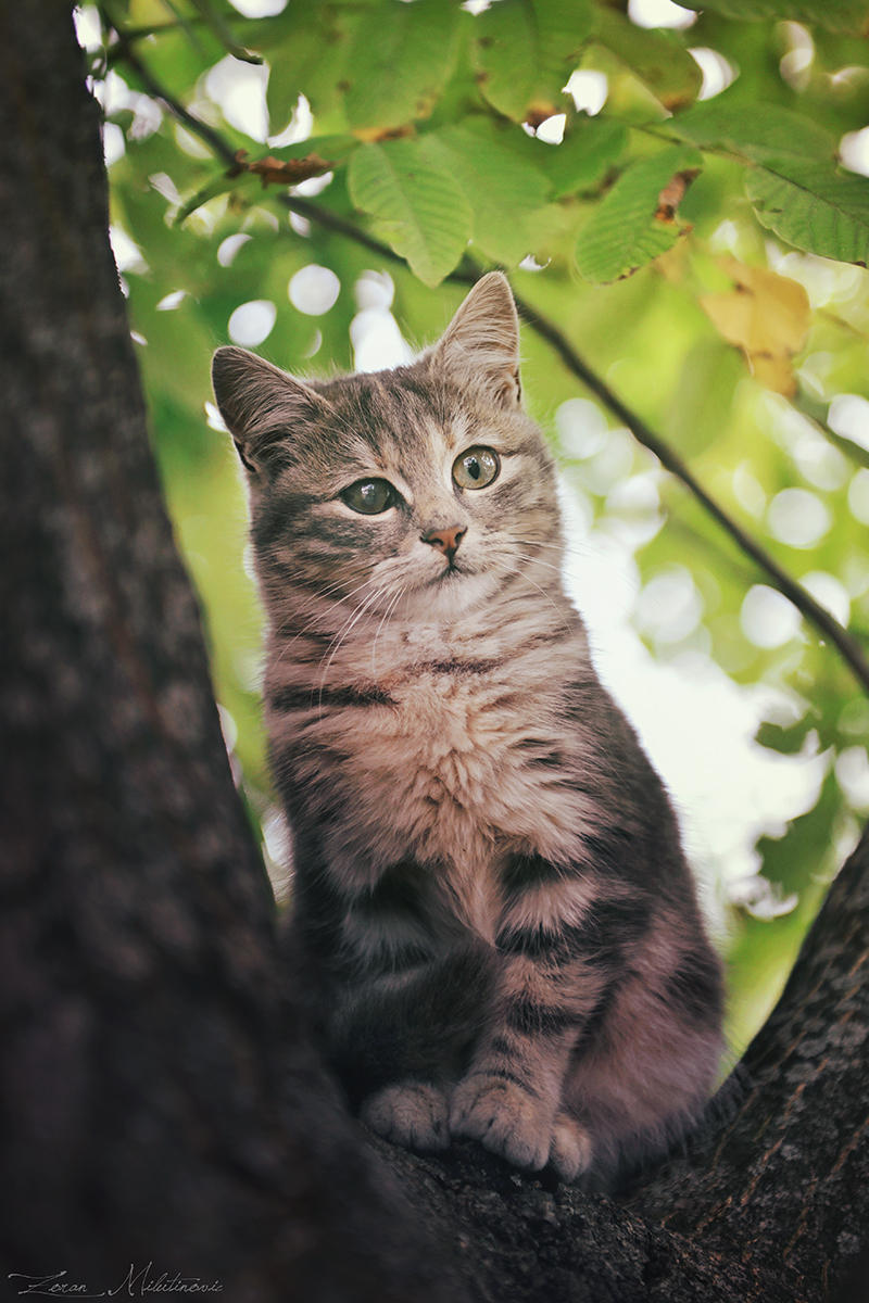 Little observer by ZoranPhoto
