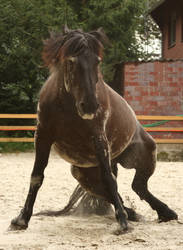 stock horse standing up with sand by Nexu4