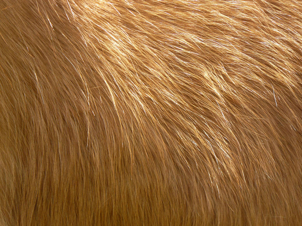 horse long winter fur in the sun-texture by Nexu4