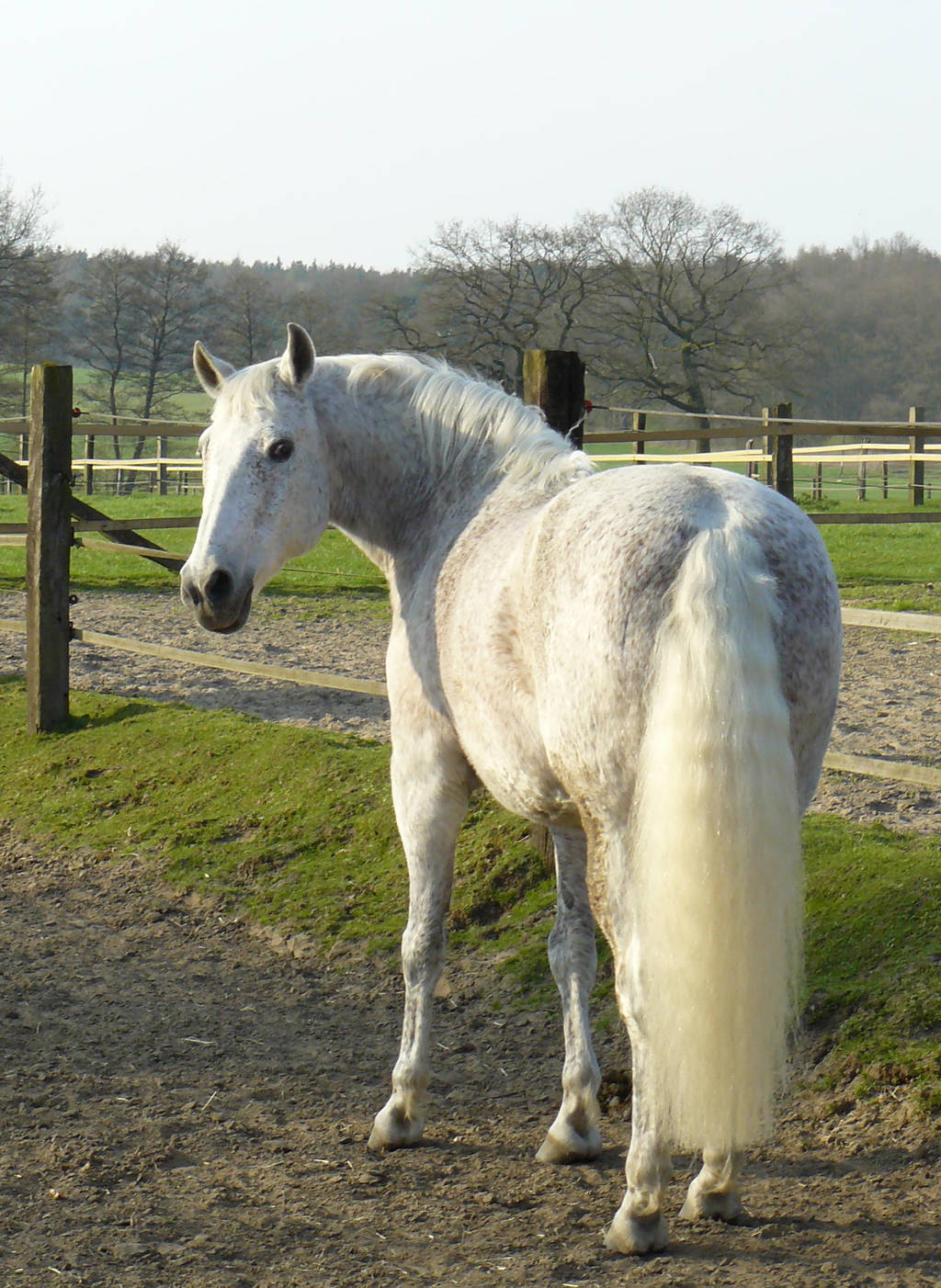 grey andalusian back - looking by Nexu4
