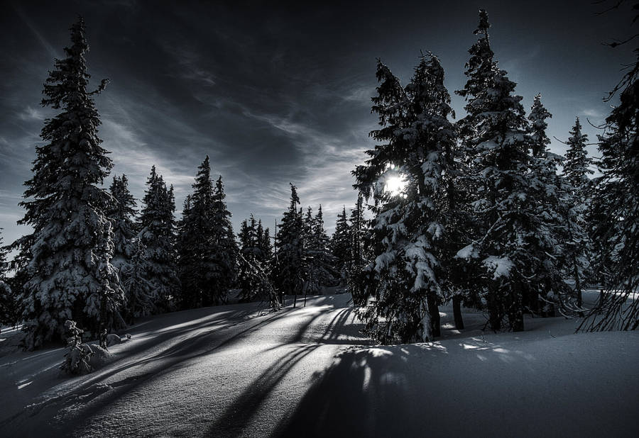 Winter Magic by Tayterleek