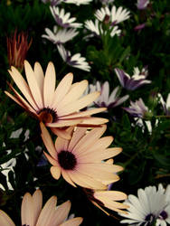 Um cheiro Outonal. by SequenciasdeMemorias