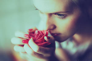 Red rose by Basistka