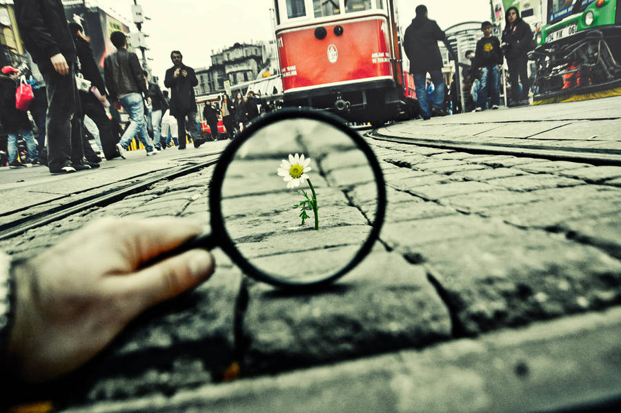 99- Magnifying Glass... VIII by salihagir