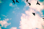 Heavens birds by L0veLikeWinter