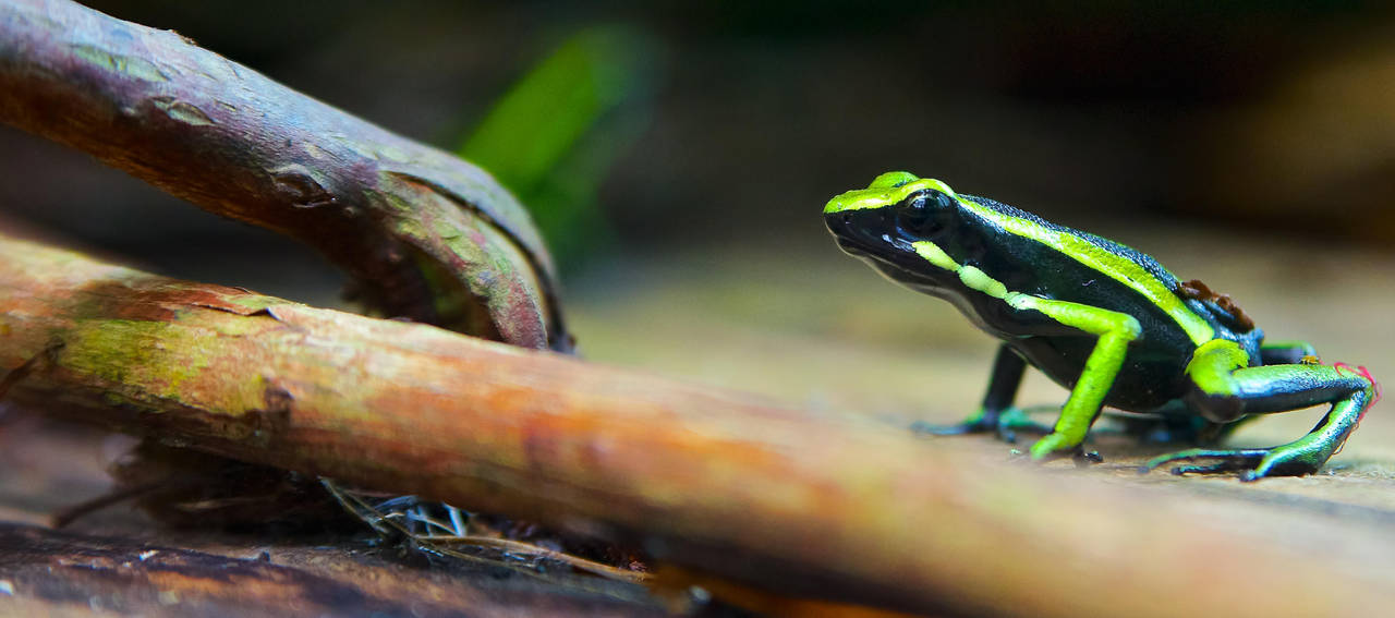 Poison dart frog Ameerga trivittata by rontz