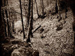 Old forest by Skugenfolk11