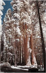 amongst giants by BrianWolfe