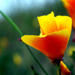 California Poppy by Freckle-fly