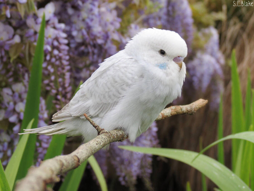 budgie and wisteria by kiwipics budgie and wisteria by kiwipics