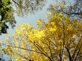 Yellow rush by TheKiller-Queen