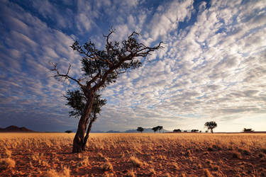 Desert Sentinel by hougaard