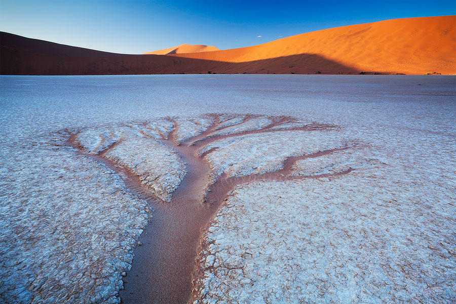 The Trees of Deadvlei by hougaard