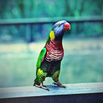 cracker by mohdfikree