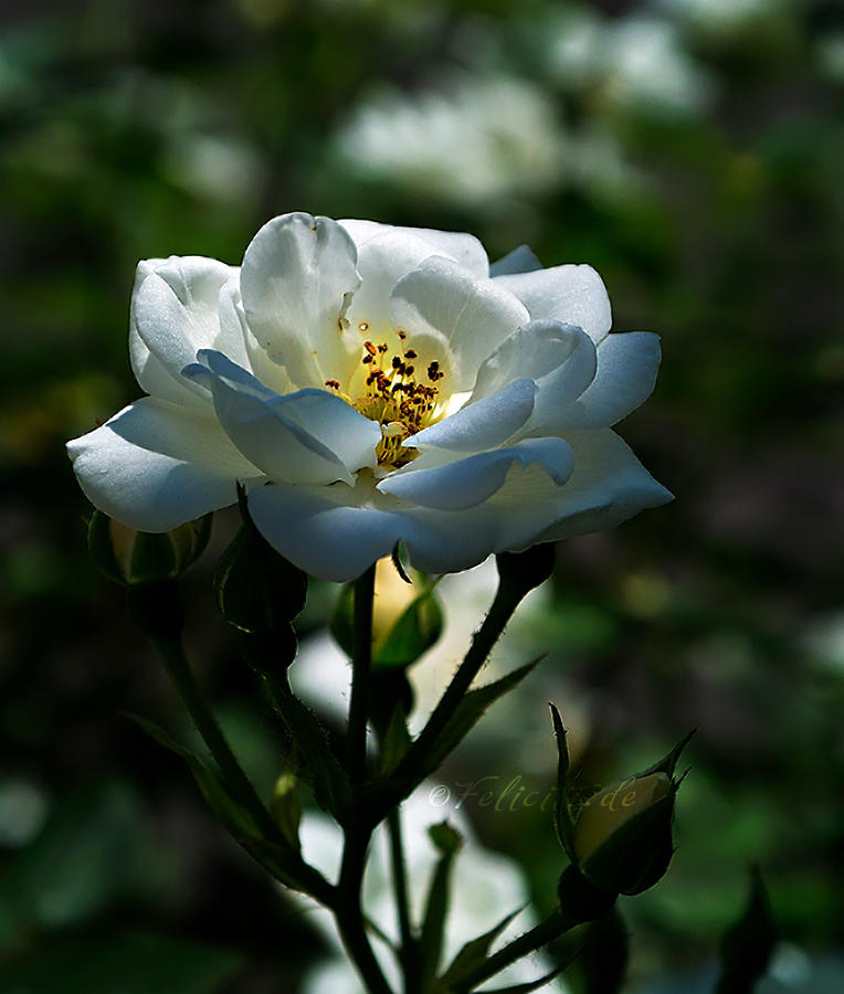 The White Rose... by FeliFee