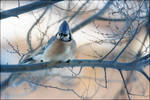 Morning Blue Jay by Behrfeet