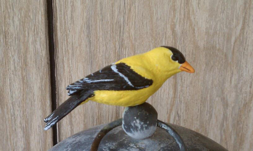 Yellow Finch - Side View by Batalha-Enterprises